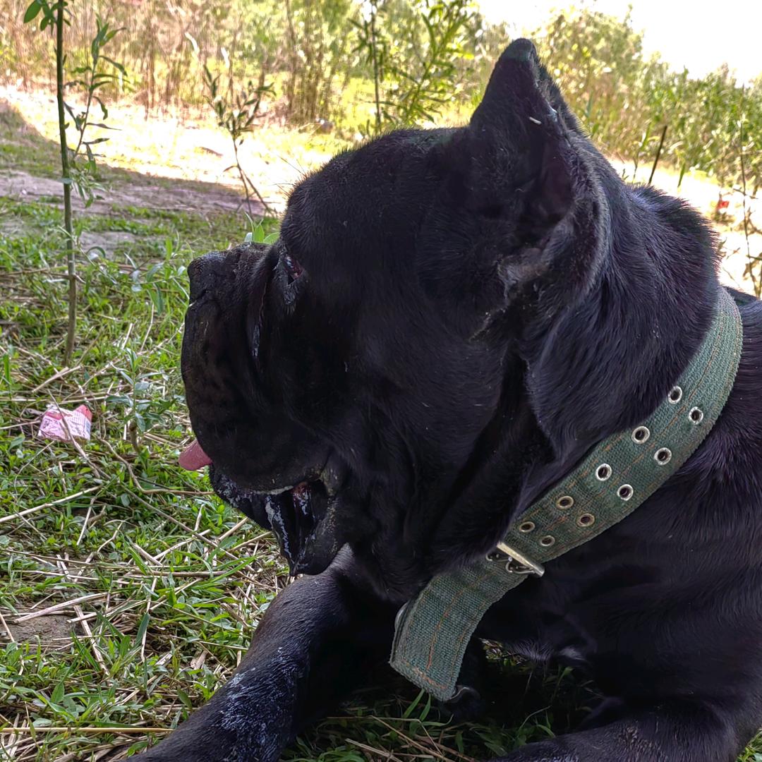 豫C 纯种《卡斯罗》自繁