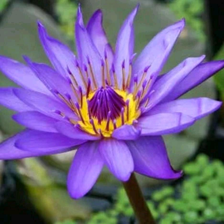 淡淡人生静静过