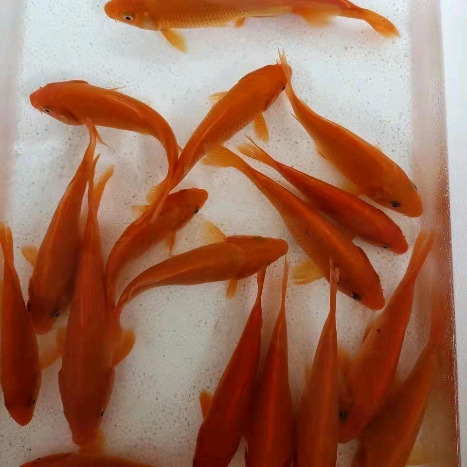 开心蔬果批发