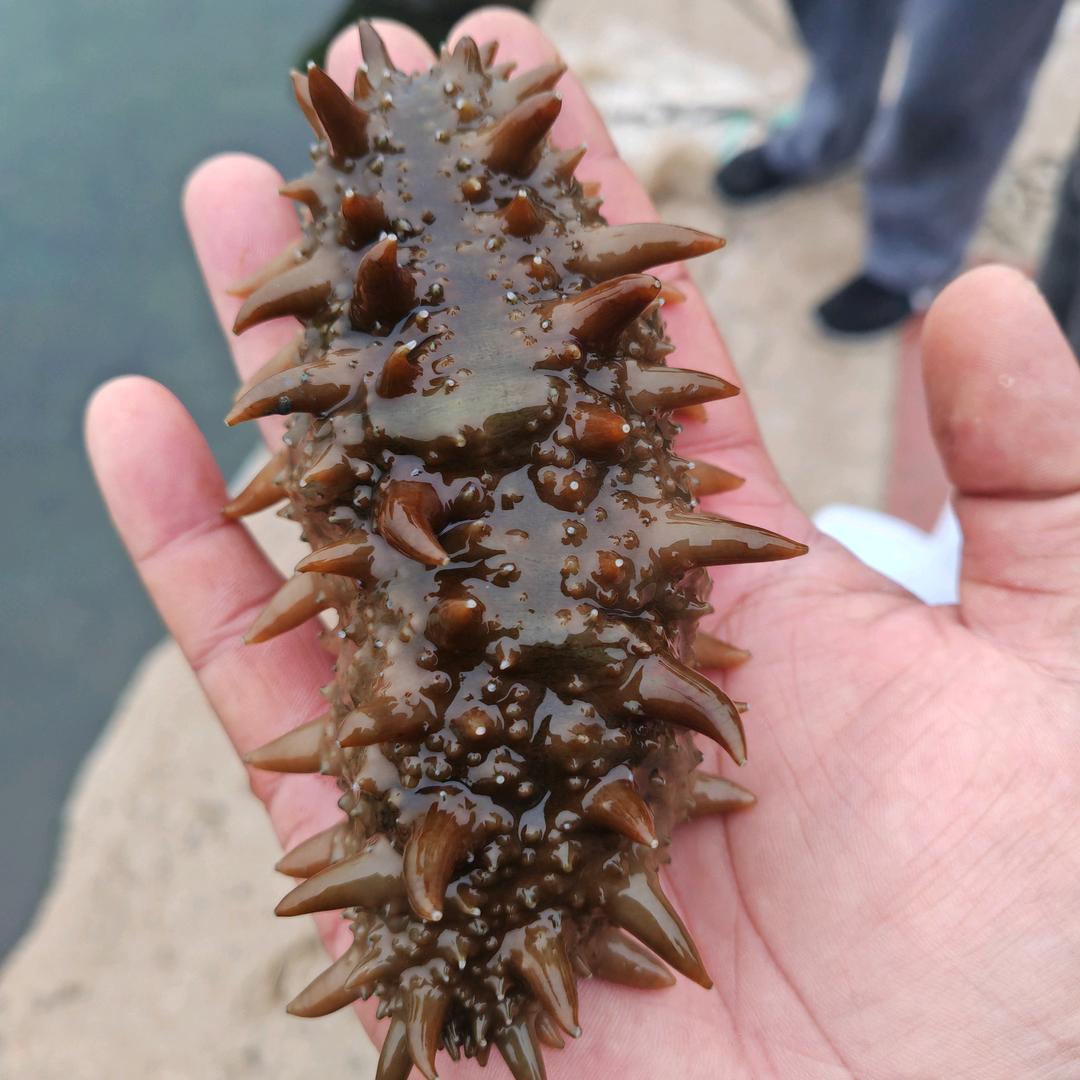 专业海参饲养（日昇饵料）