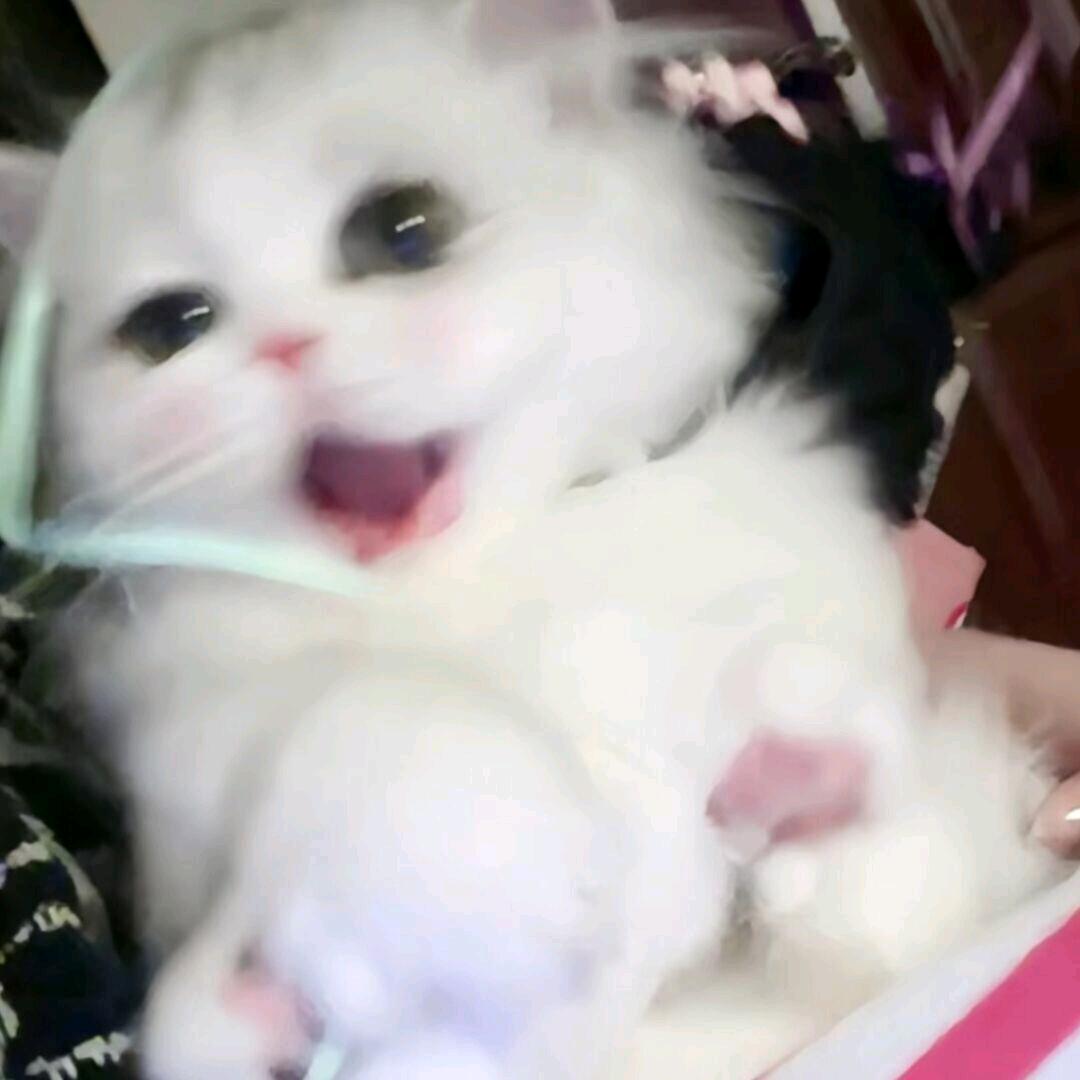 芷徊言