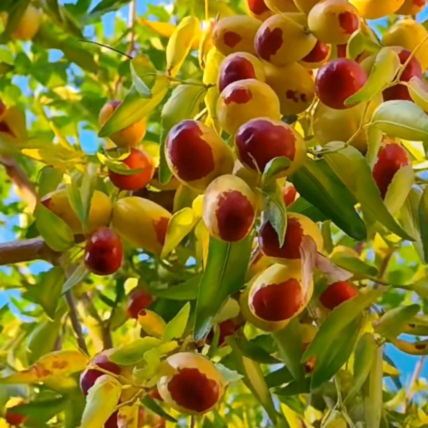 💕💫红枣树☂قطر
