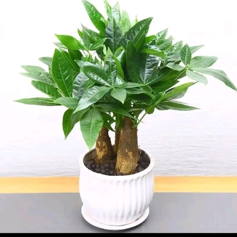 小朱百物