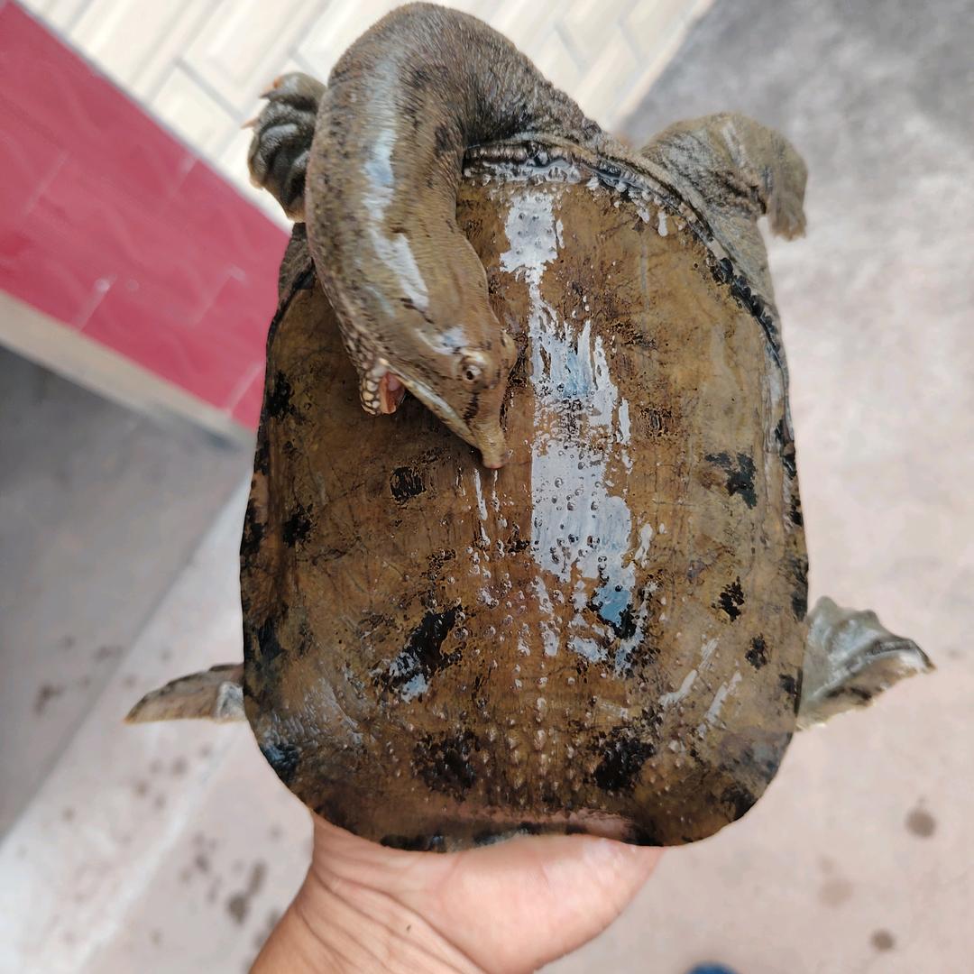 湖南衡阳：肖哥甲鱼，不定时开播