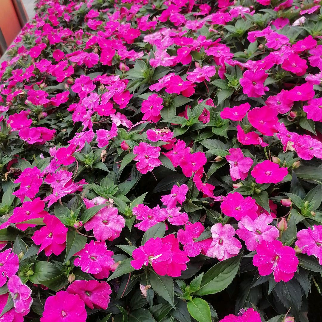 解铃還须系铃人