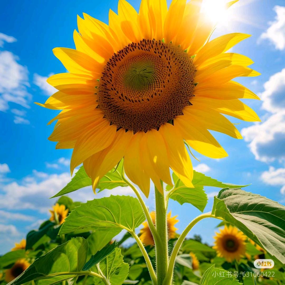 烟台忆生壹逝一羽蒙