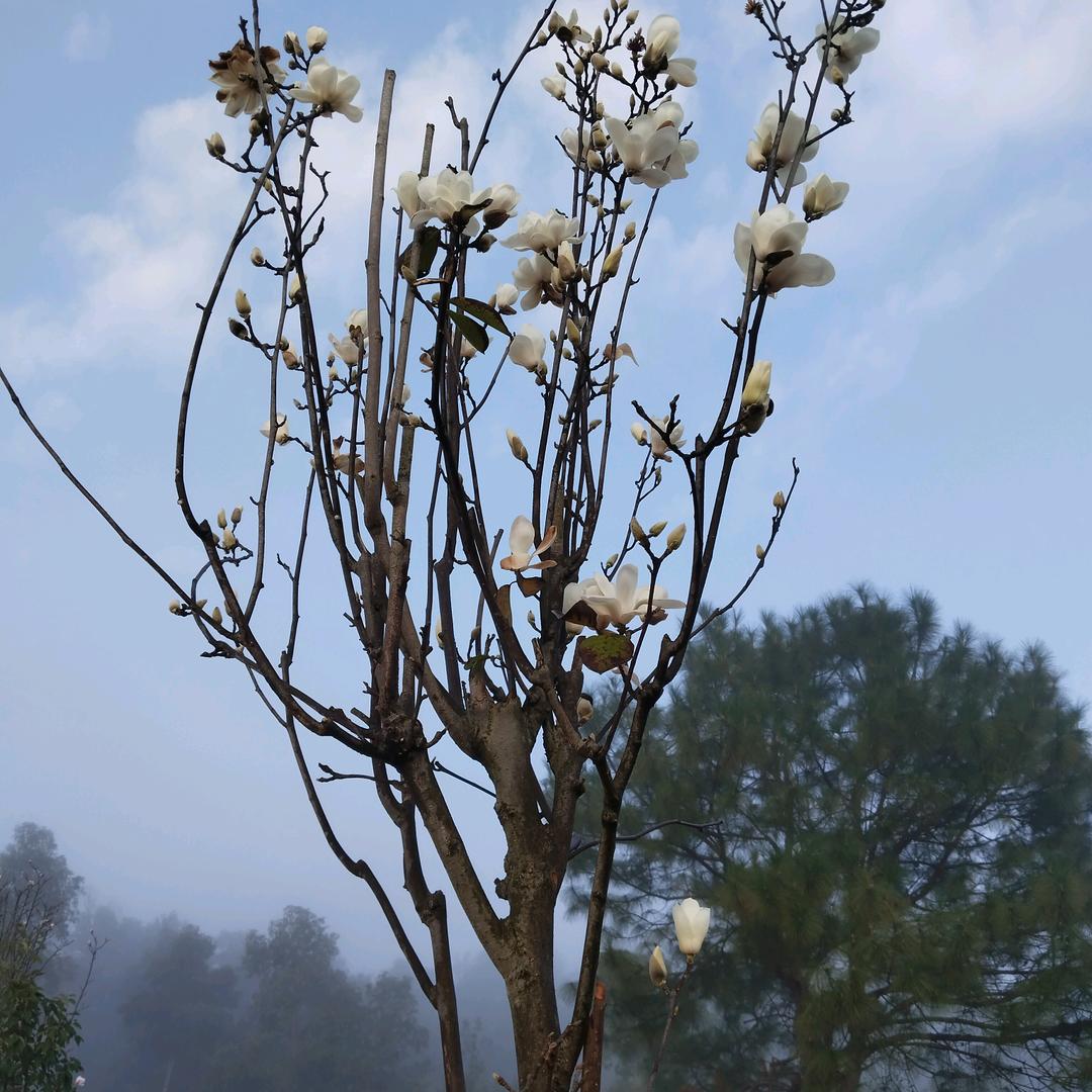 燕双鹰