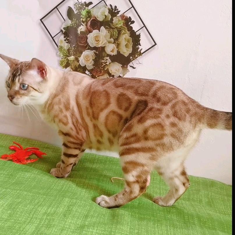 孟加拉豹猫