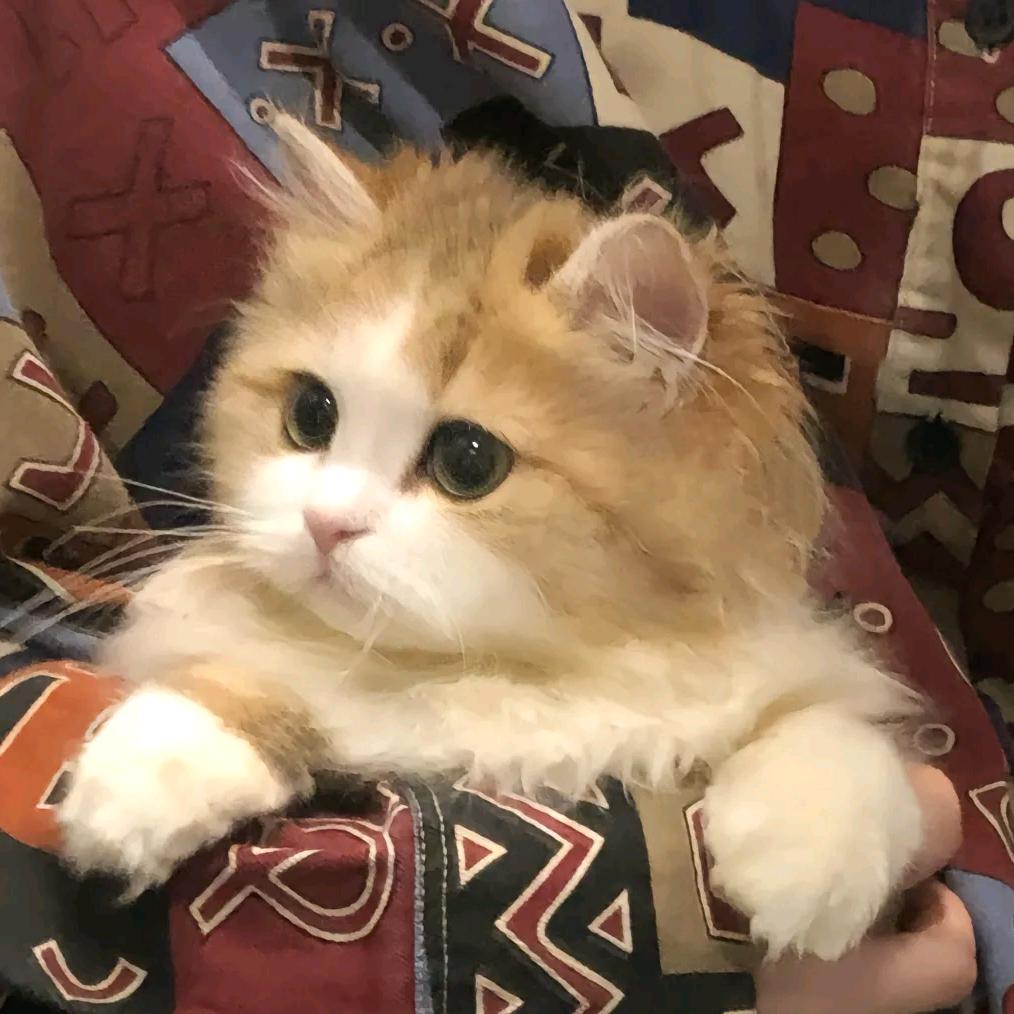 狂吃不会胖.