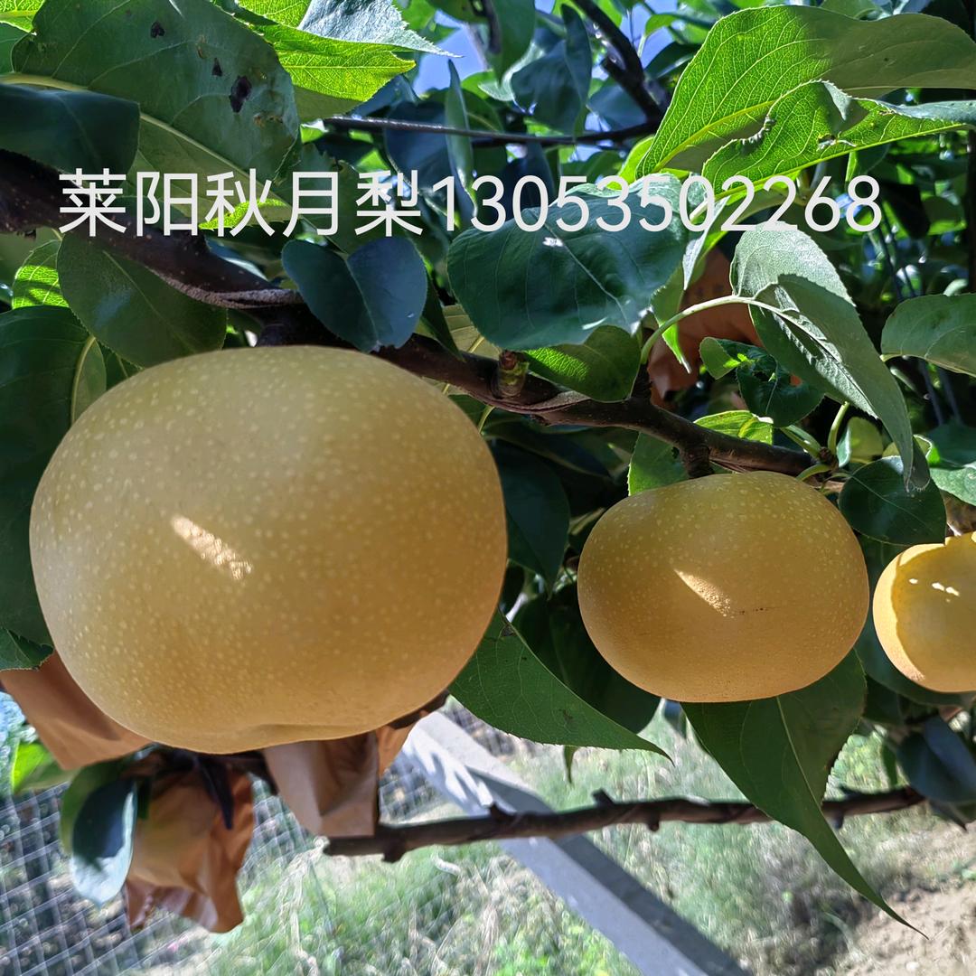 莱阳宁华食品    润栋慧 秋月梨