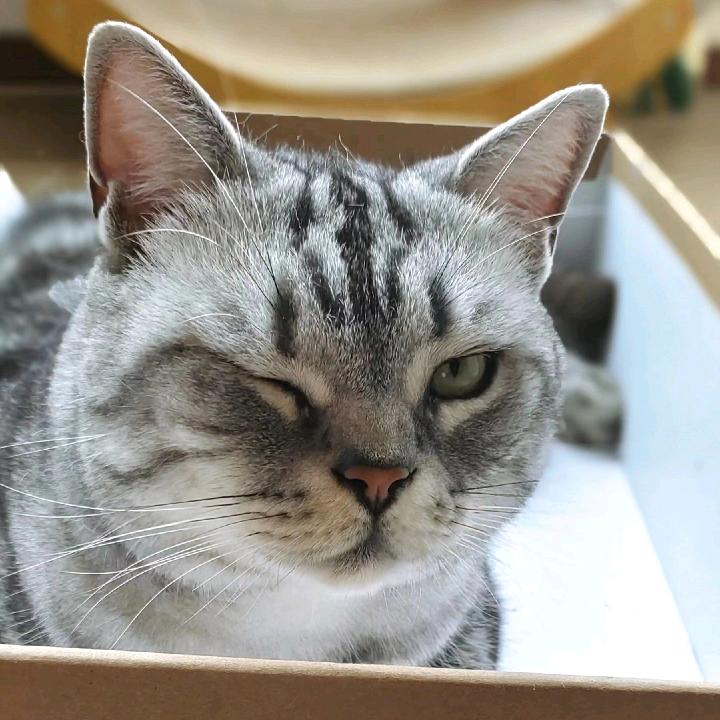 🌈大奔是只猫a