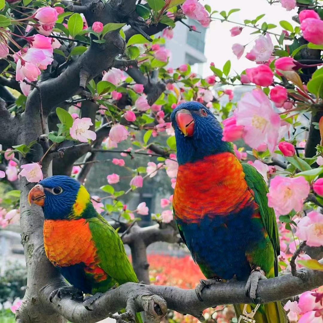 热聊鹦鹉🦜《8》