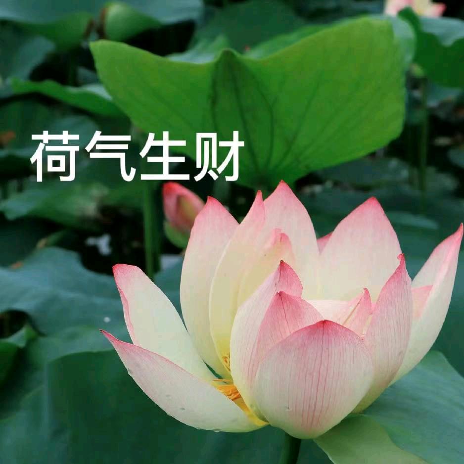 芬芳妹