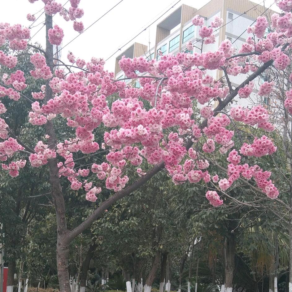 简单的爱