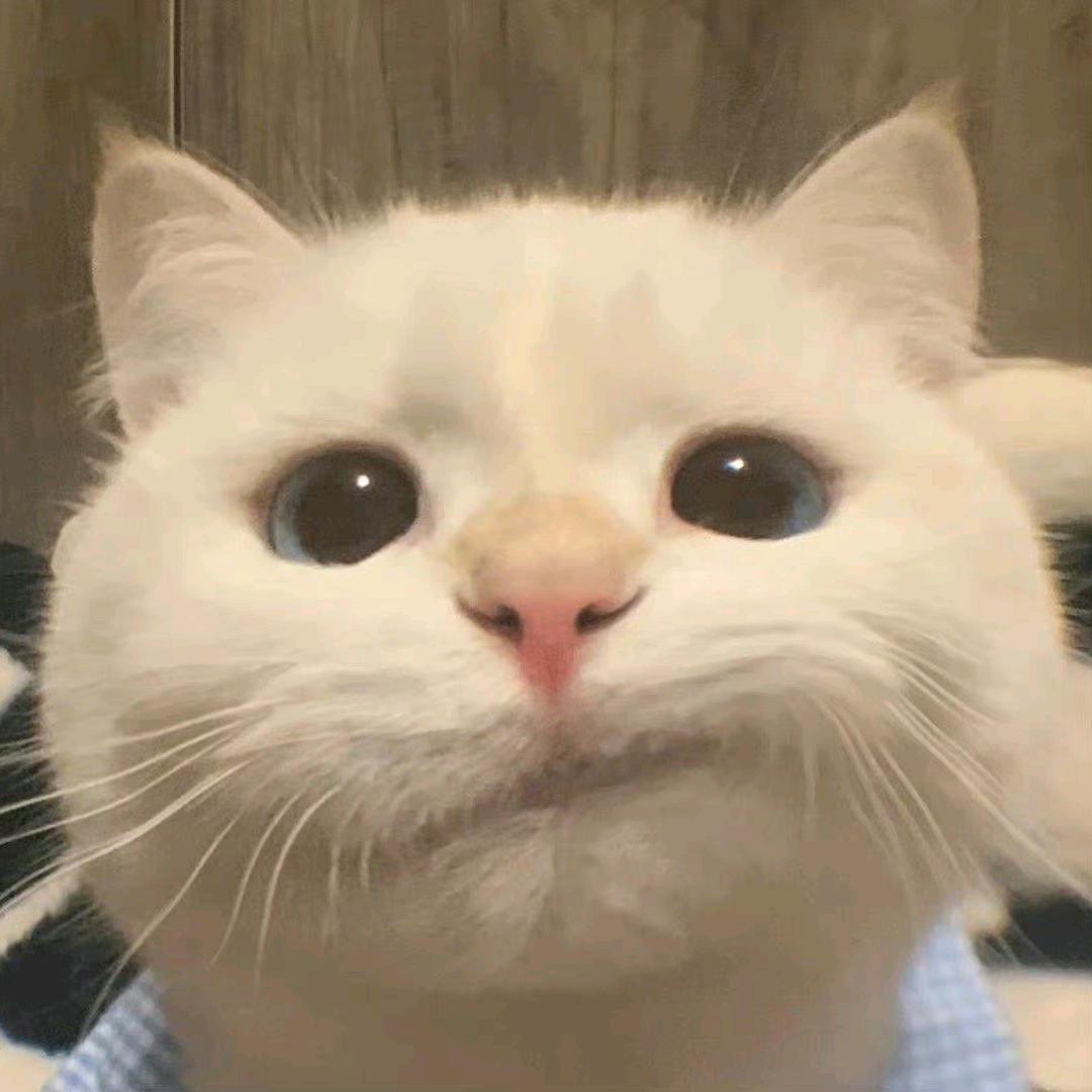 有猫饼