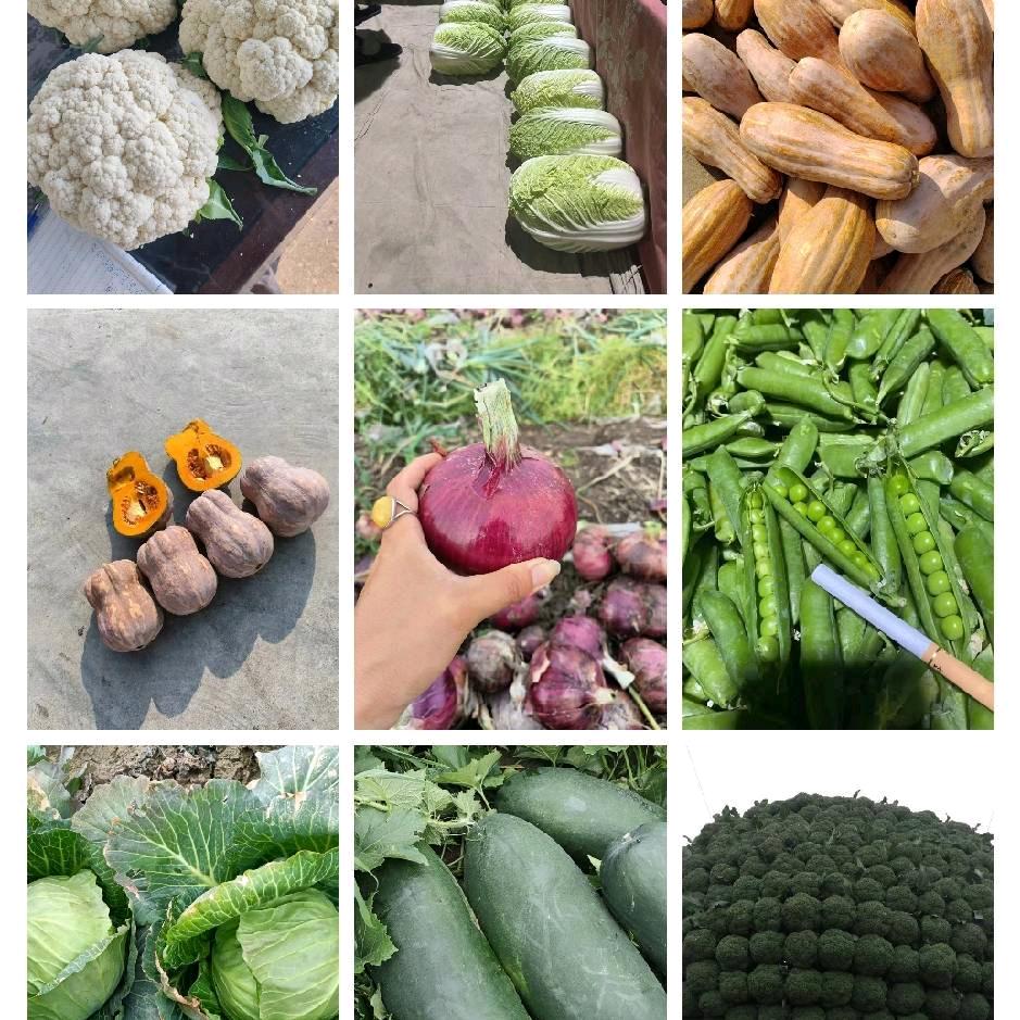 新野蔬菜
