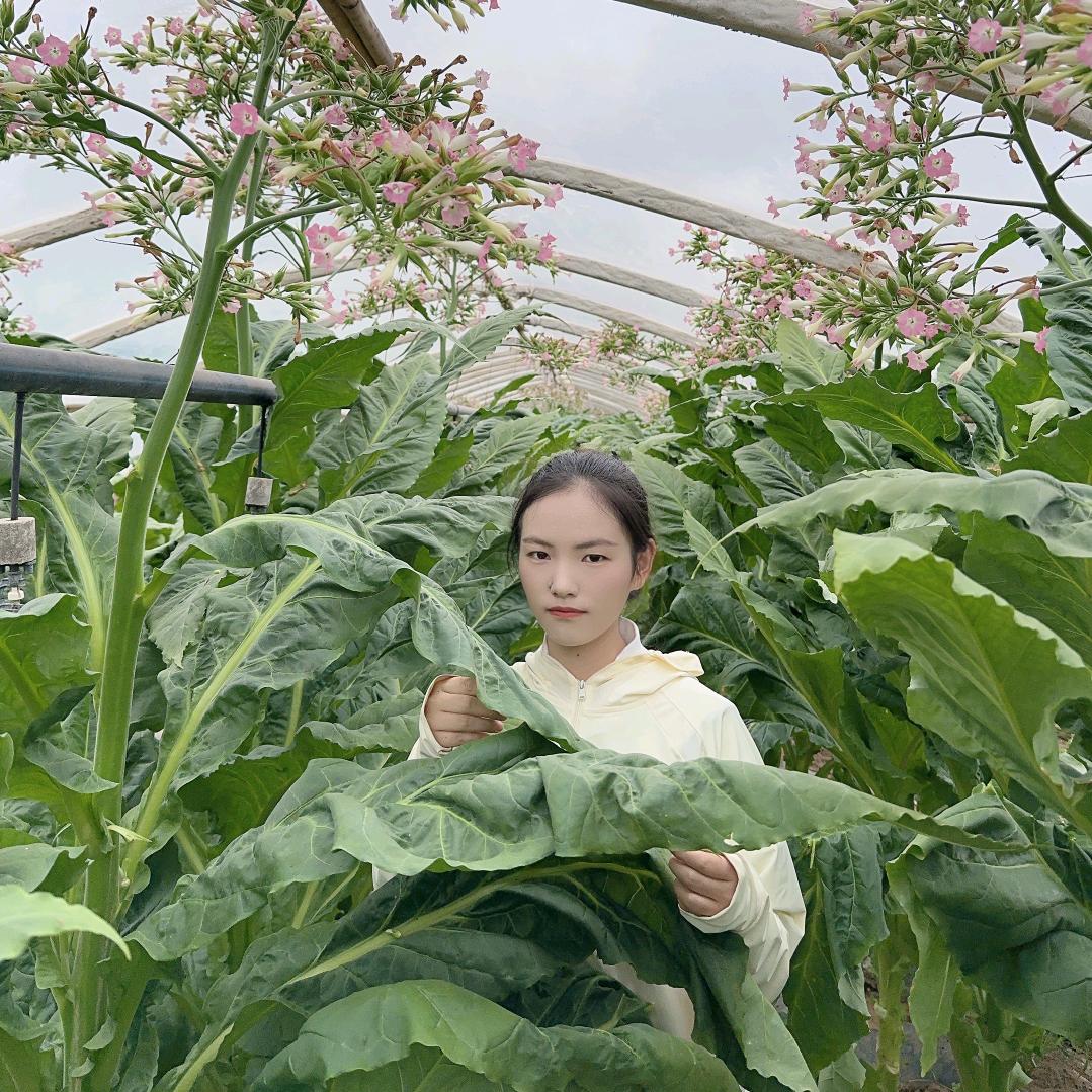 烤烟种植-小杨