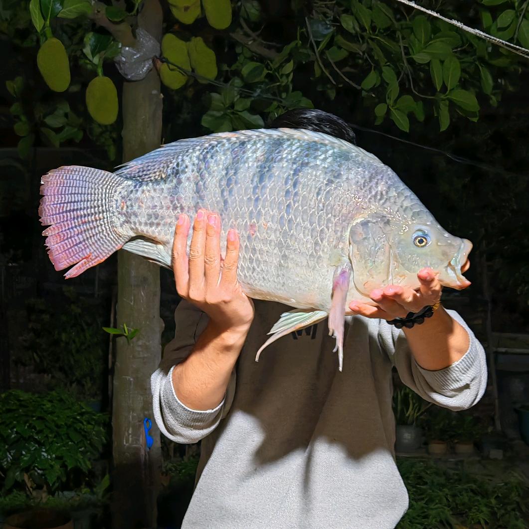 鱼与娱（户外）