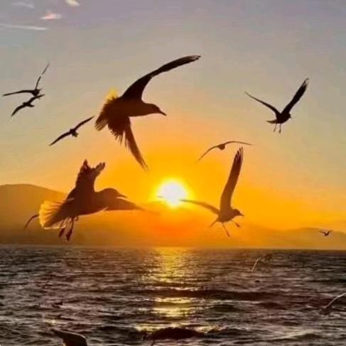 夕阳红韵
