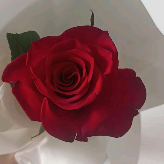 ꦿ໊余生᭄🕊随心᭄ꦿᩚ٭