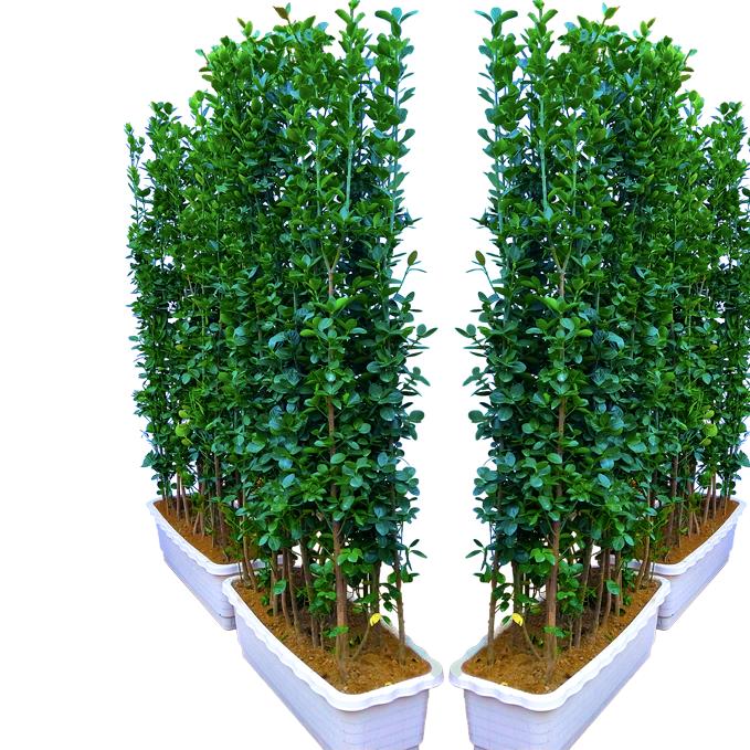 春之韵园艺专营店