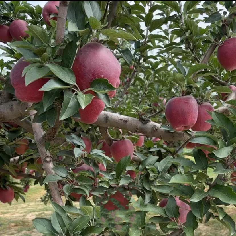 老王家果园优选