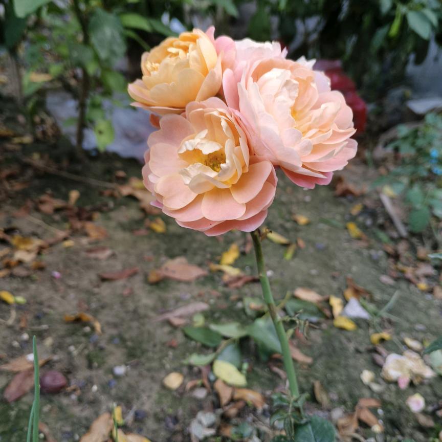 悦妈