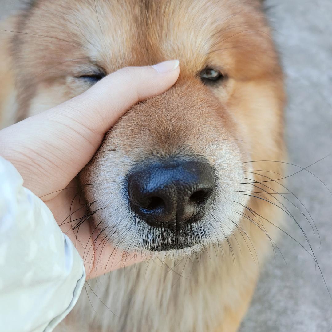沧玄雾