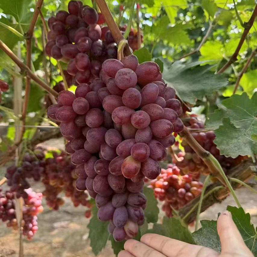 山西天天果园供应链