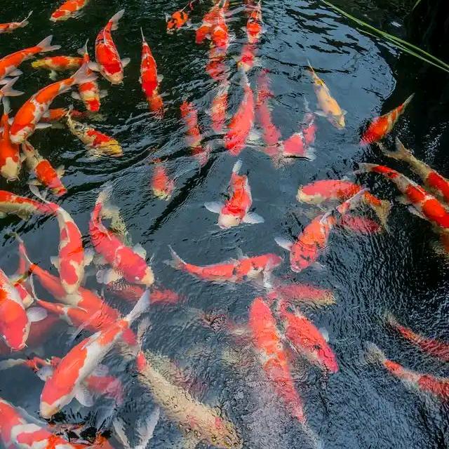 锦渔湾钓鱼