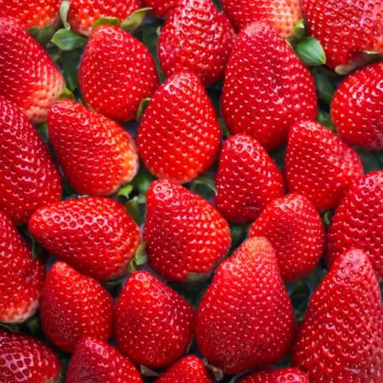 草莓🍓🍓🍓🍓