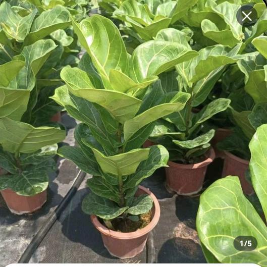 绿植仓