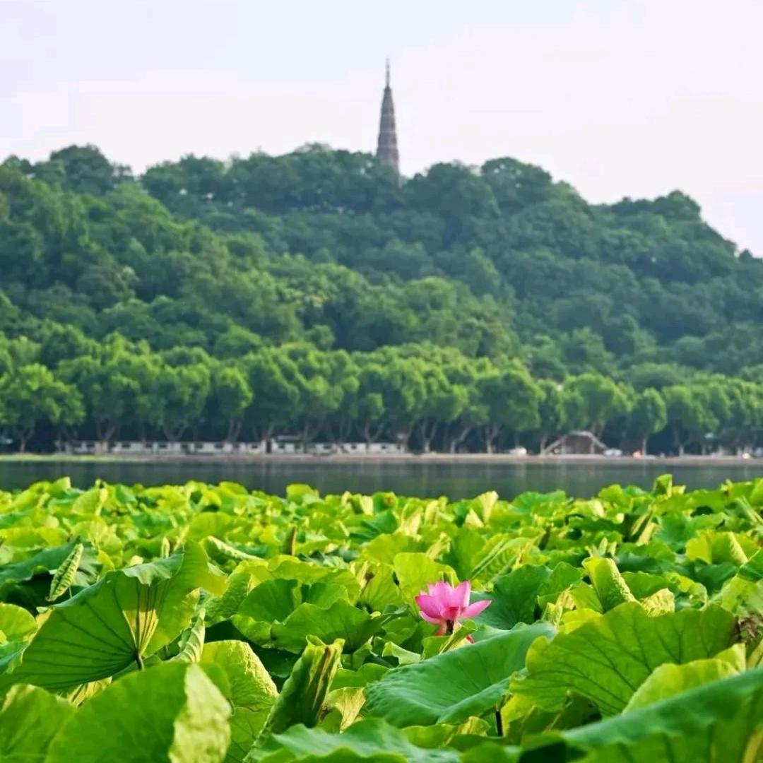 浙音王维平