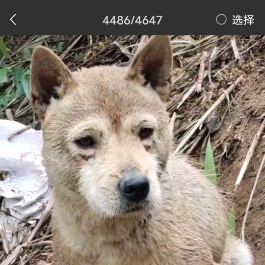 从江小严
