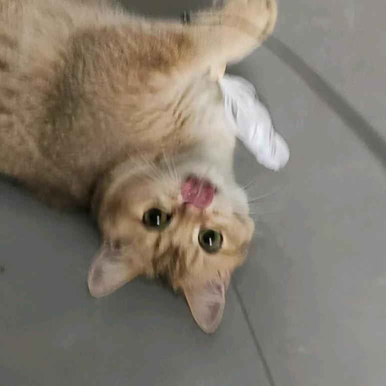 甜甜红果子（买🐱私信）