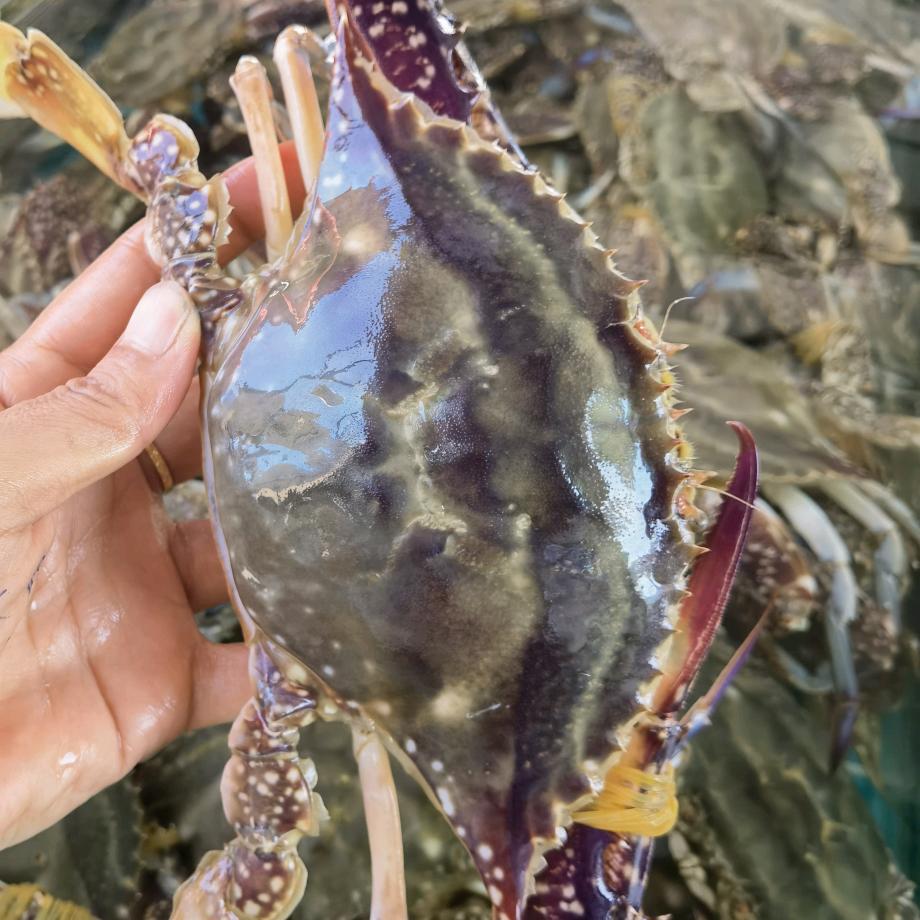海清水产蟹嫂精选