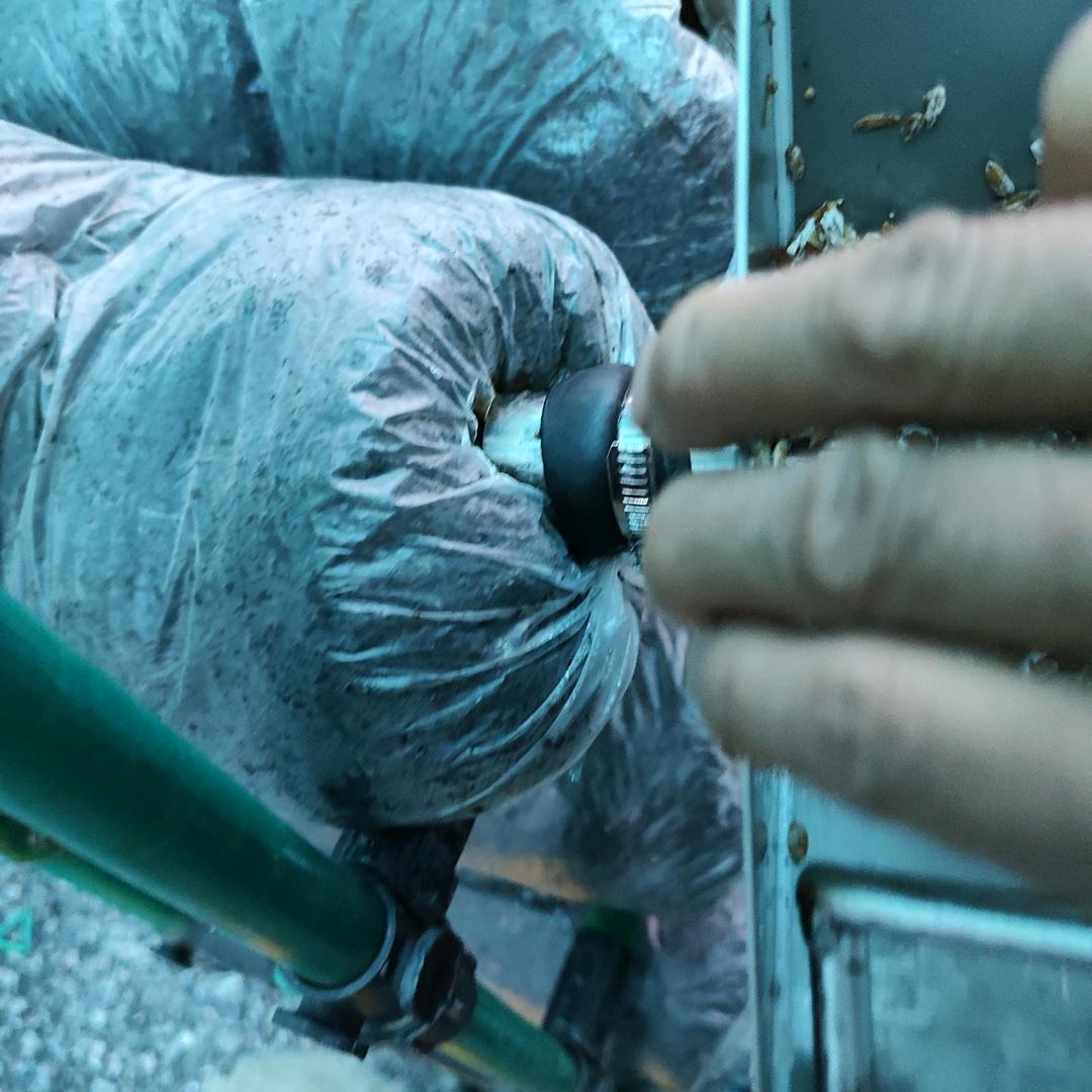 贵州是我家江纯食用菌平菇基地