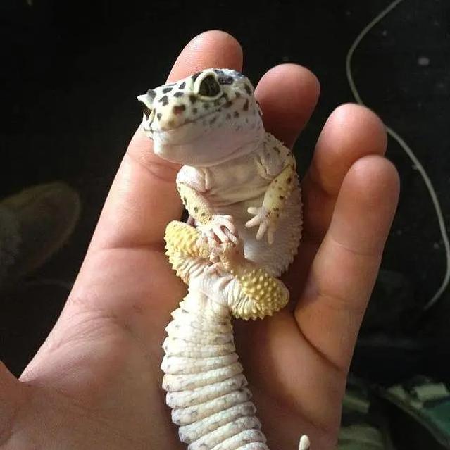 CUTE PET