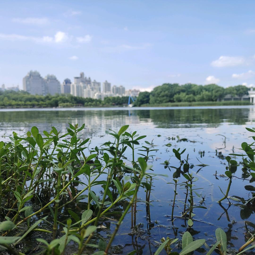 三颗百香果