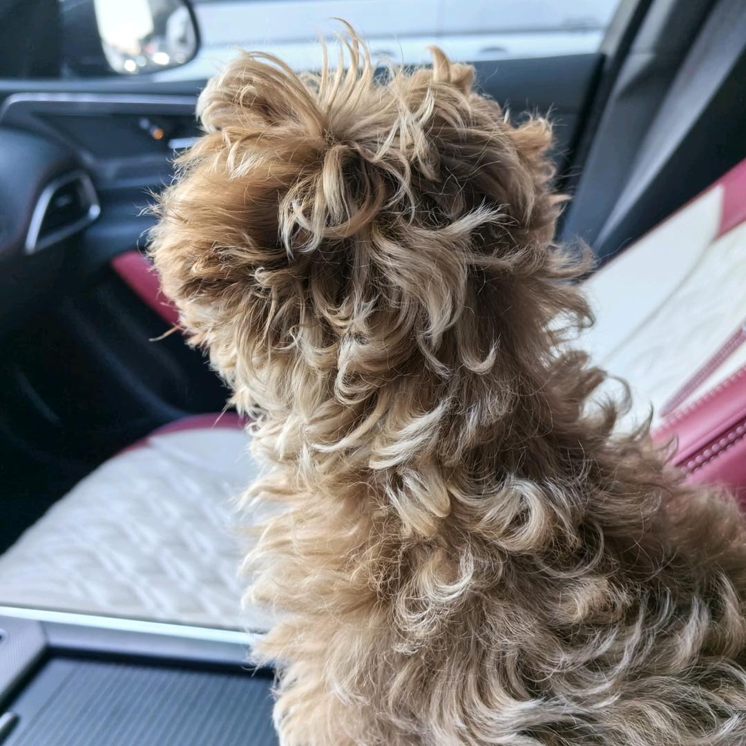 晟睿钢筋翻样算量