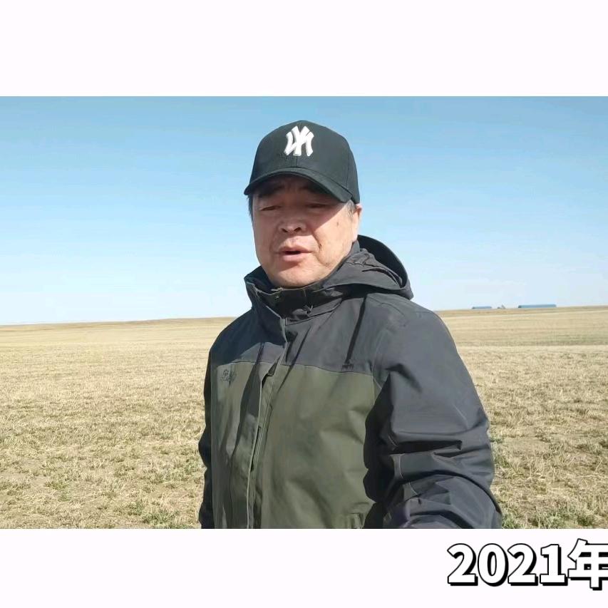 海大苜蓿燕麦草种植
