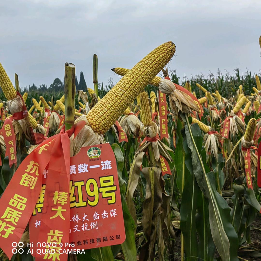 @ 南充顺天种业   英子