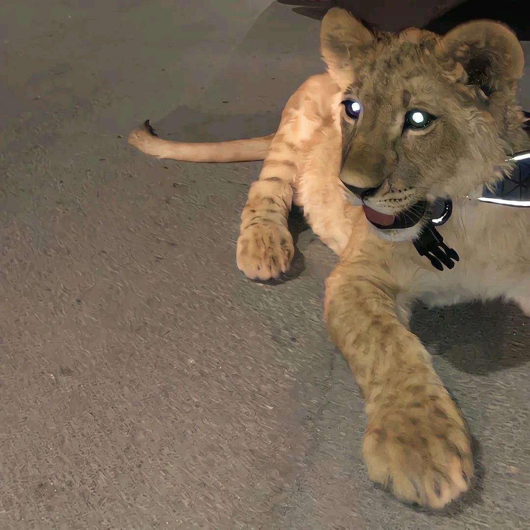 摸摸小猫