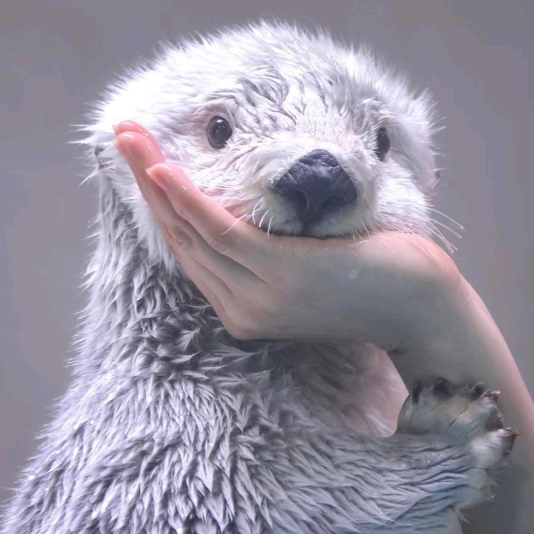 今晚不放假啊北海爻