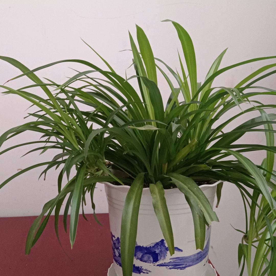 盛夏的果石