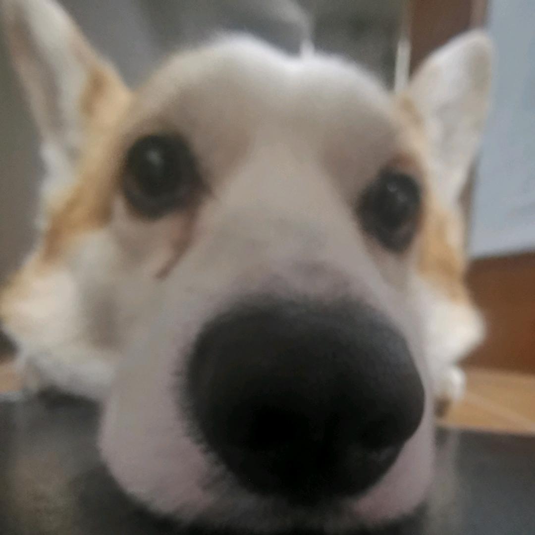 小熊菌菌
