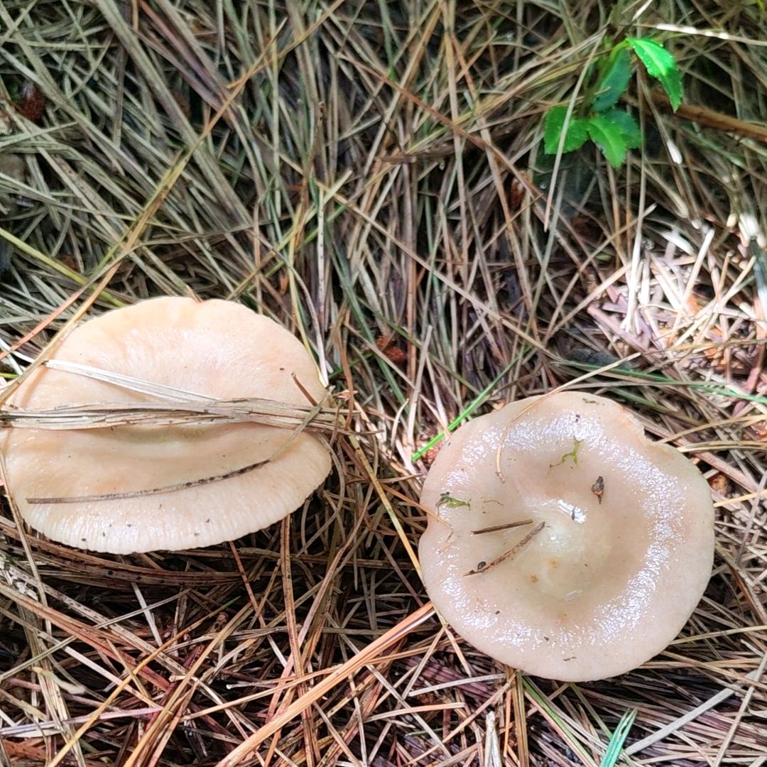 耿姐的云贵仓，地方特产