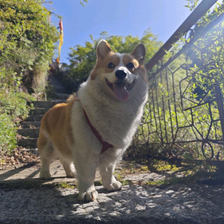 🌟木子