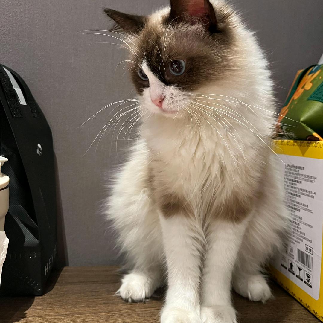 梁梁梁呀
