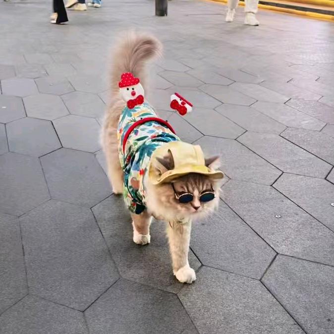 爪爪日记🐾